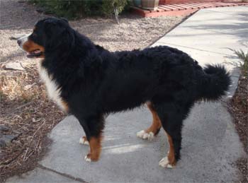 great pyrenees mix bernese mountain dog