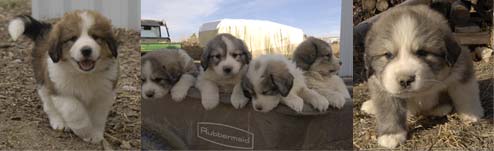 Mountain Dog / Great mix puppies
