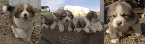 Bernese mountain dog and great pyrenees mix on sale
